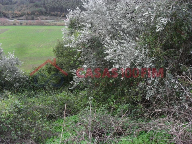 Terreno para Venda em Batalha Foto 5