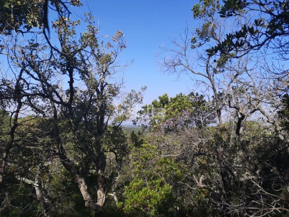 Terreno para Venda em Melides Foto 4