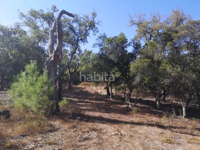 Terreno para Venda em Melides Foto 5