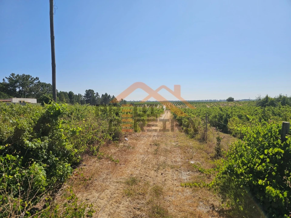 Terreno para Venda em Poceirão e Marateca Foto 4