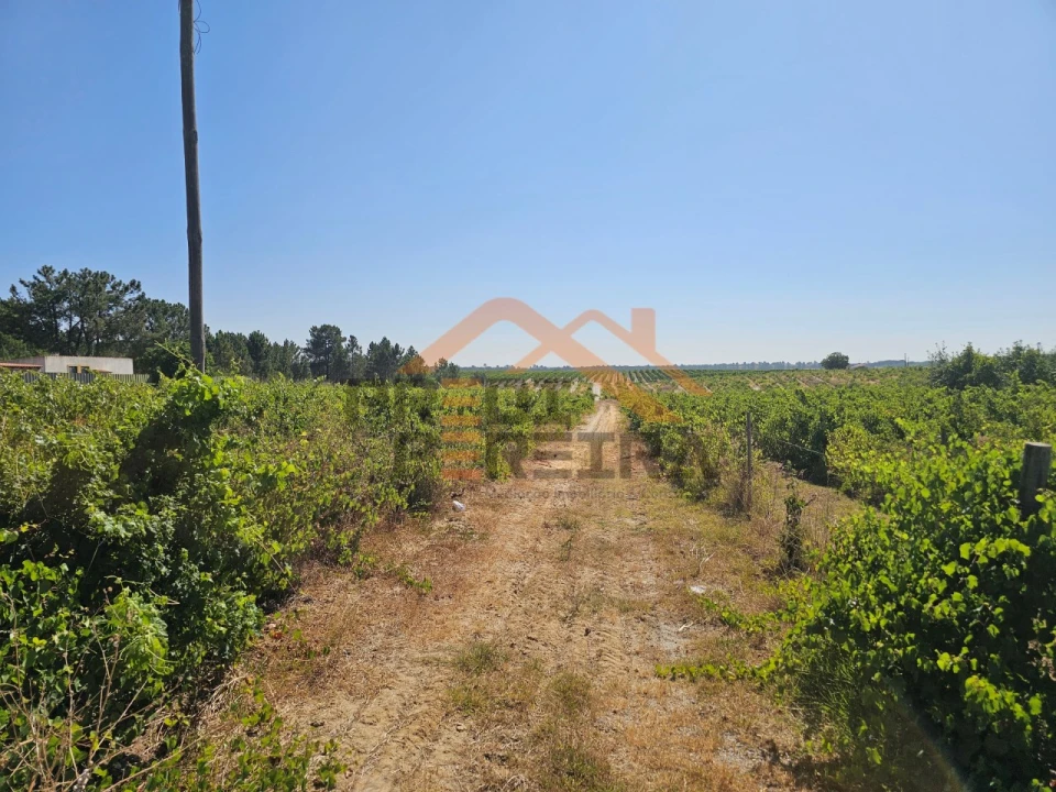 Terreno para Venda em Poceirão e Marateca Foto 3