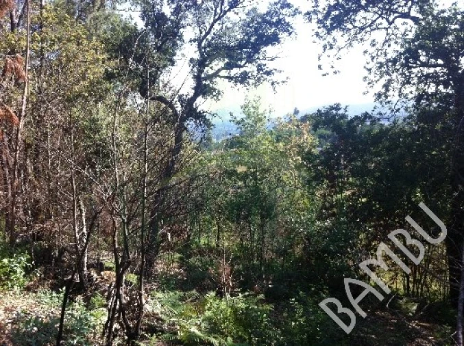 Terreno para Venda em Venade e Azevedo