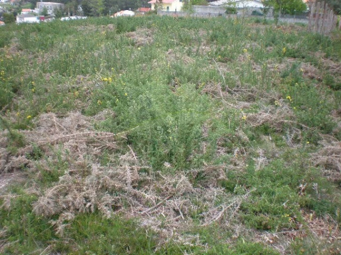 Terreno para Venda em Seixas Foto 5