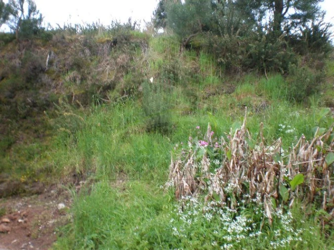 Terreno para Venda em Seixas Foto 6