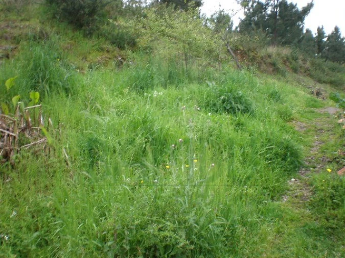 Terreno para Venda em Seixas Foto 7