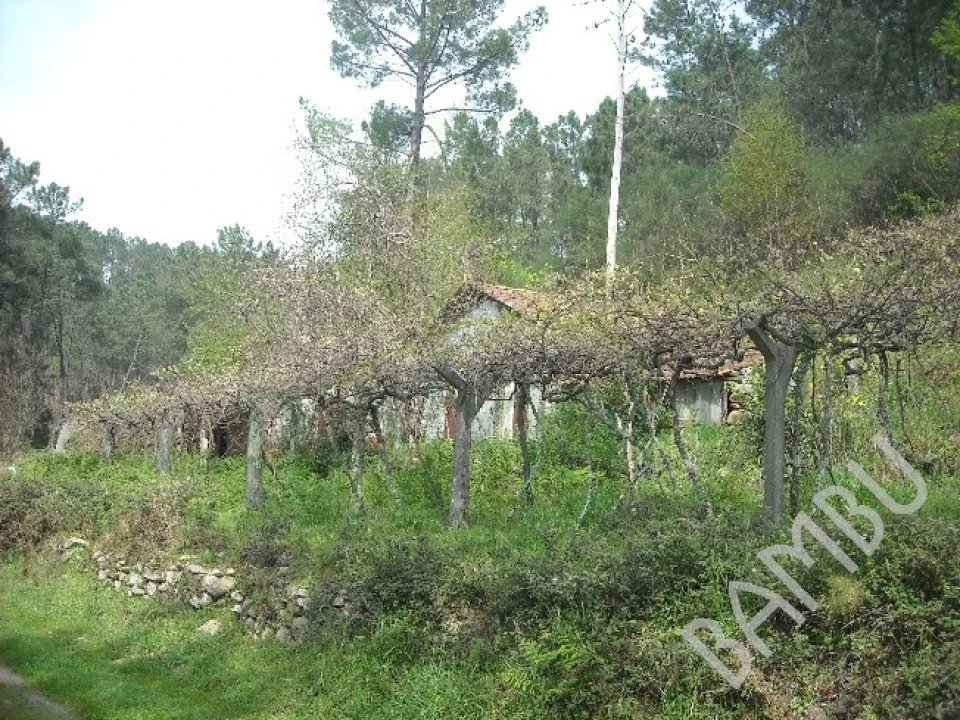 Terreno para Venda em Prado e Remoães Foto 3