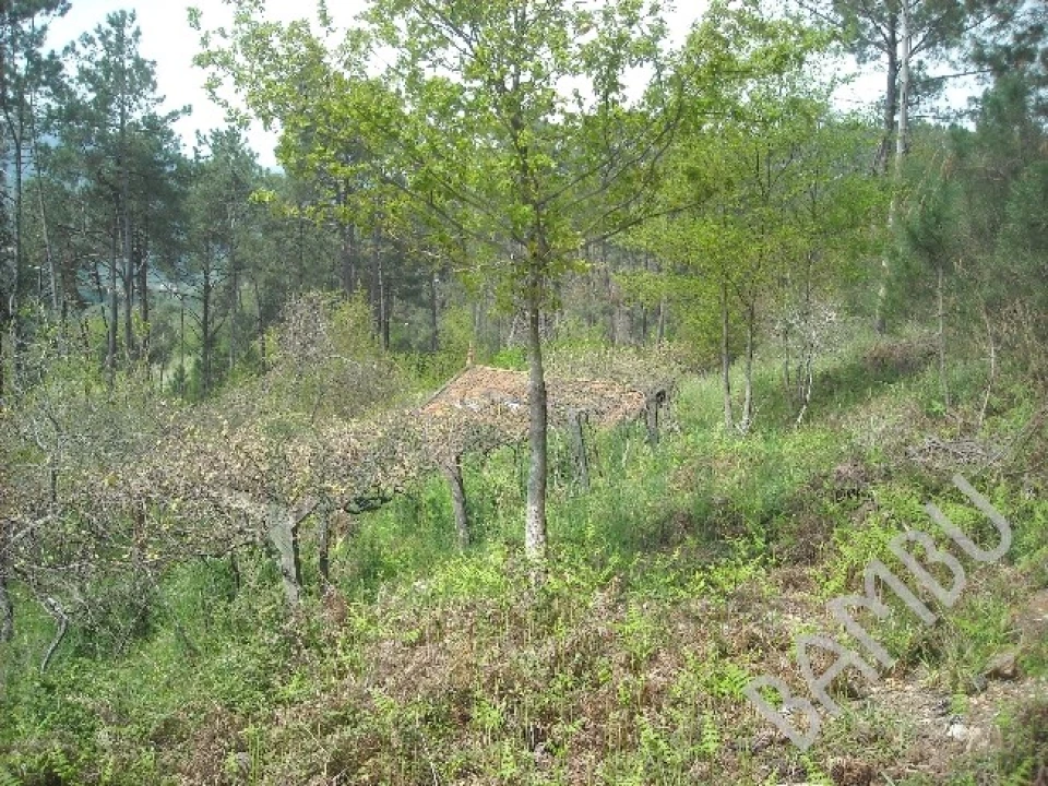 Terreno para Venda em Prado e Remoães Foto 8