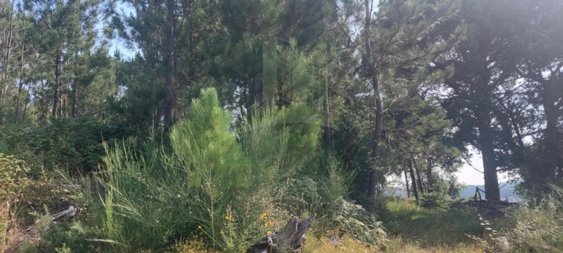Terreno para Venda em Gondomil e Sanfins Foto 4