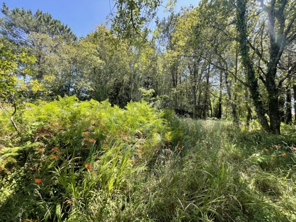 Terreno para Venda em Afife Foto 9