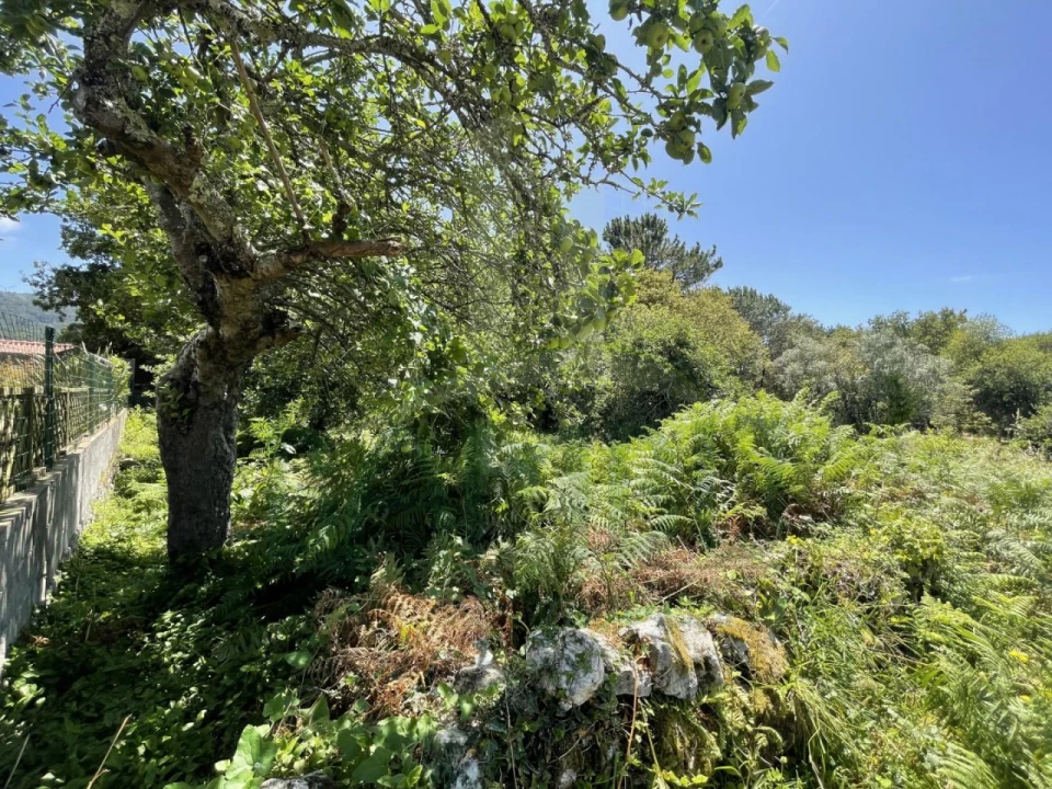 Terreno para Venda em Afife Foto 21