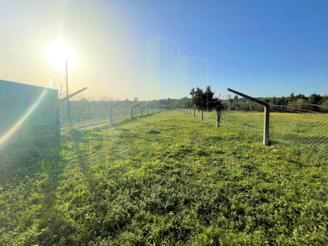 Terreno para Venda em Moledo e Cristelo Foto 4