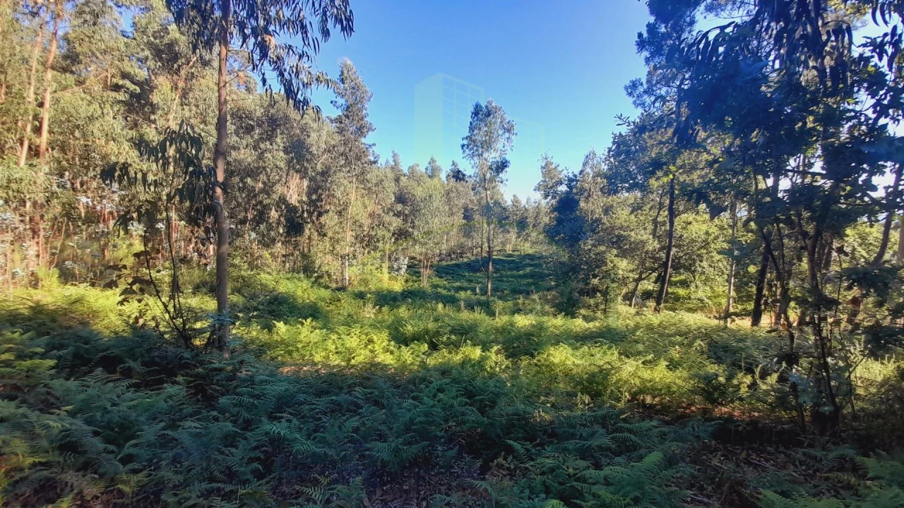Terreno para Venda em Gandra e Taião Foto 2