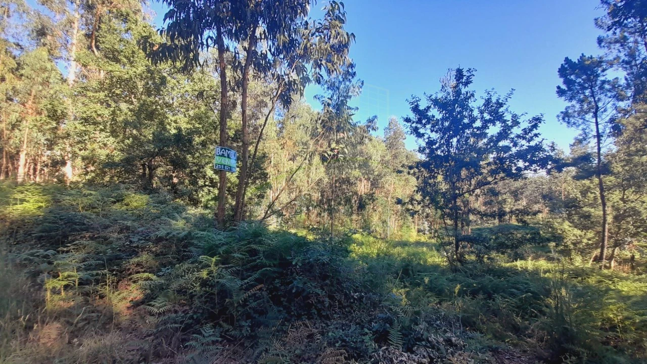 Terreno para Venda em Gandra e Taião Foto 6