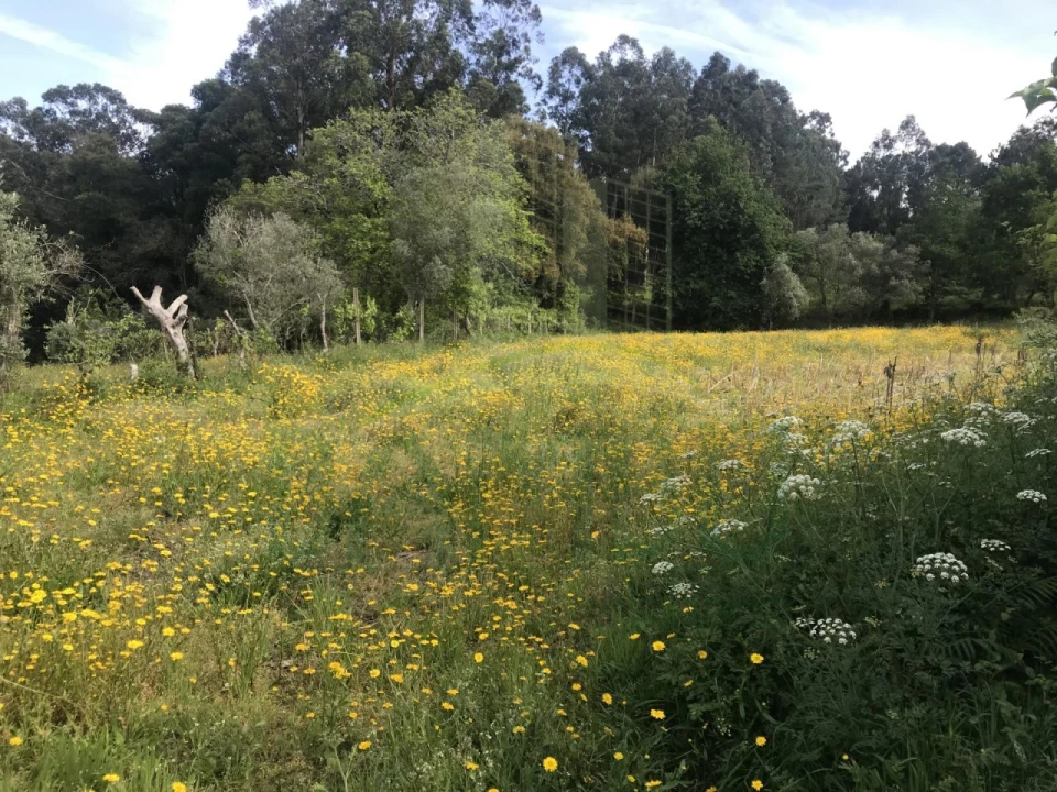 Terreno para Venda em Cerdal Foto 4