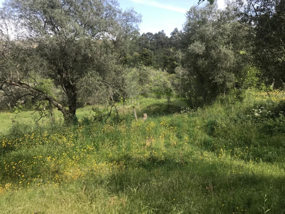 Terreno para Venda em Cerdal Foto 8