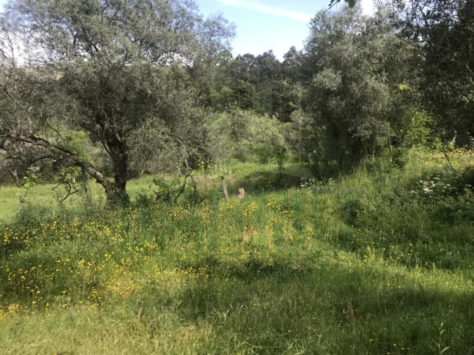 Terreno para Venda em Cerdal Foto 8