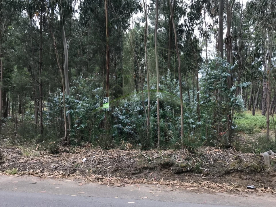 Terreno para Venda em São Pedro da Torre Foto 4
