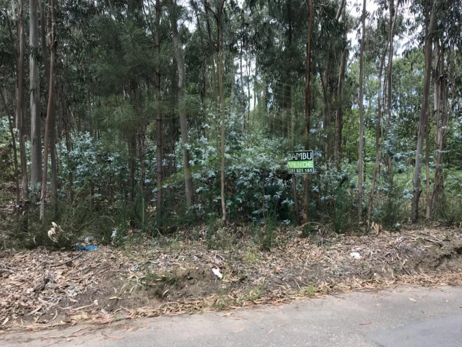 Terreno para Venda em São Pedro da Torre Foto 1