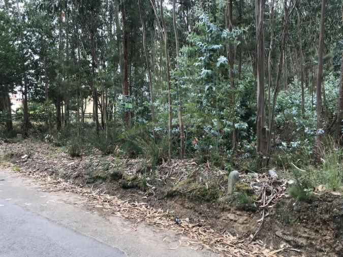 Terreno para Venda em São Pedro da Torre Foto 2