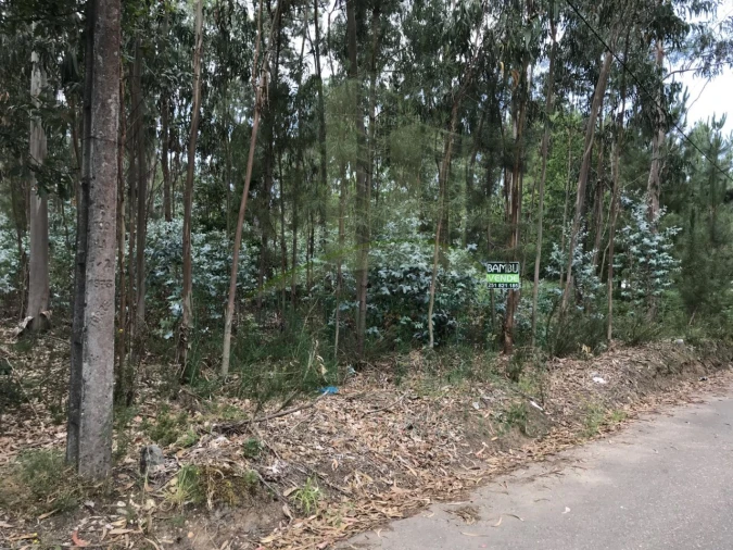 Terreno para Venda em São Pedro da Torre Foto 6
