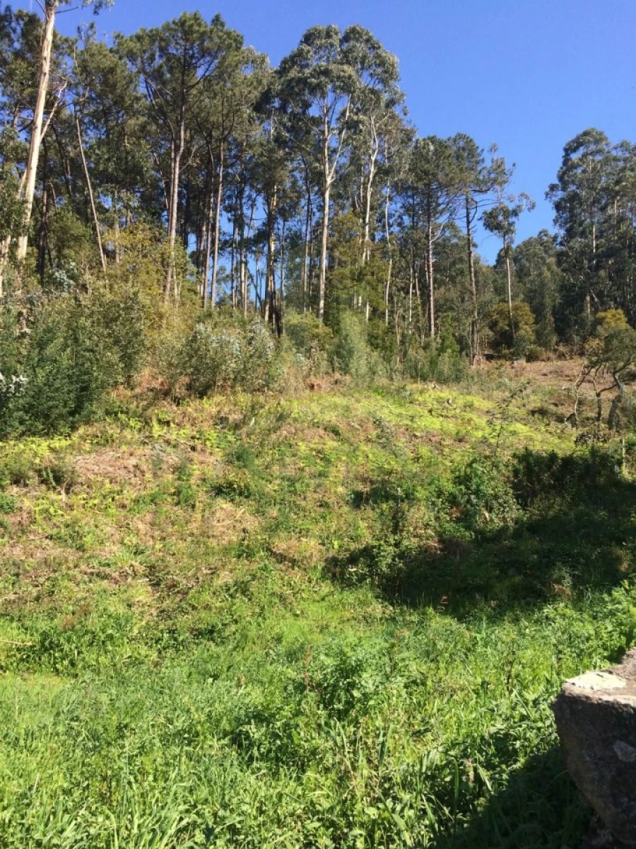 Terreno para Venda em Moledo e Cristelo Foto 3