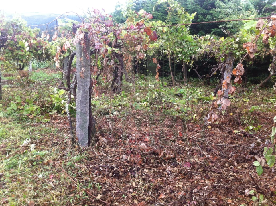 Terreno para Venda em Venade e Azevedo Foto 3