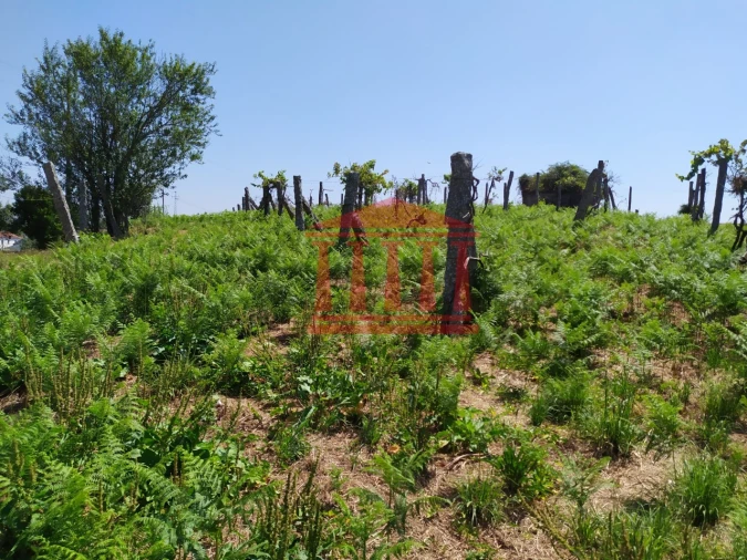 Terreno para Venda em Silveiros e Rio Covo (Santa Eulália) Foto 10