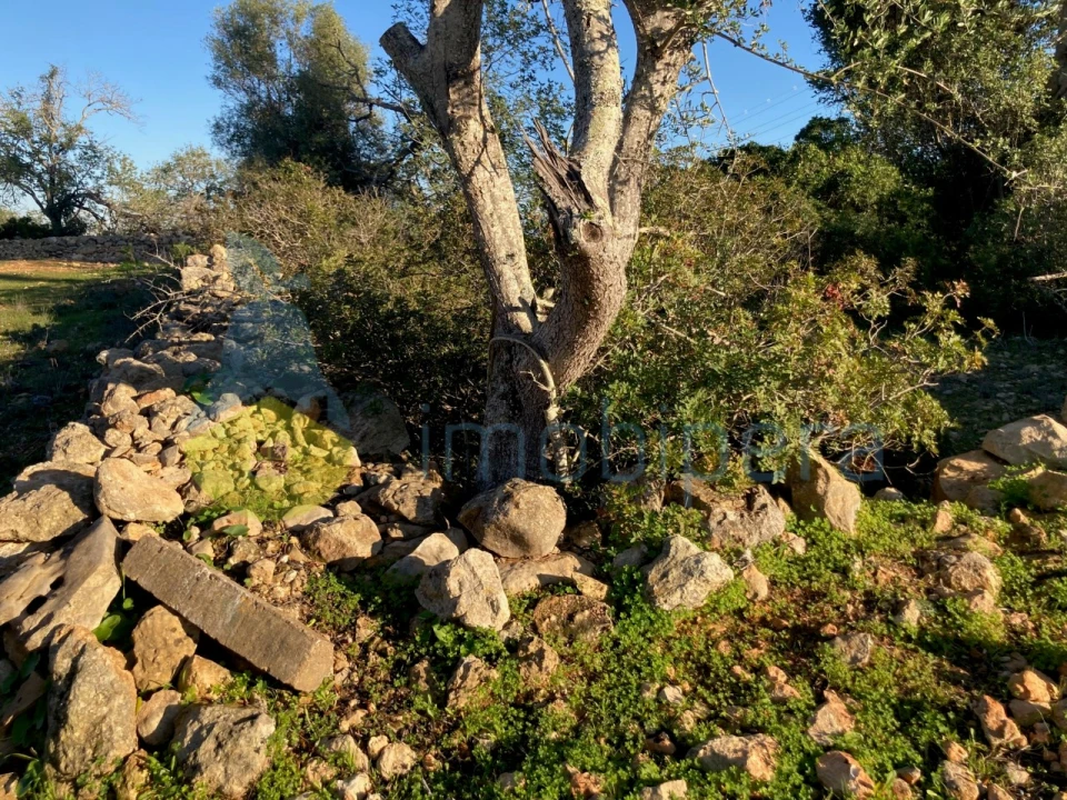 Terreno Agricola ou Rústico para Venda em Paderne Foto 4