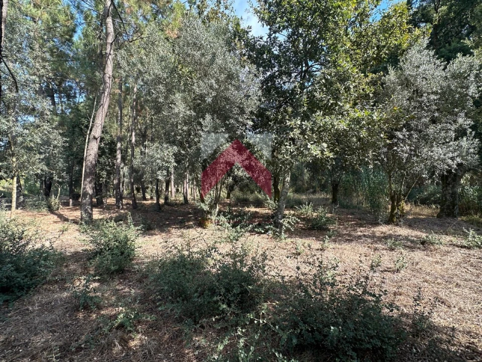 Terreno para Venda em Oiã Foto 11