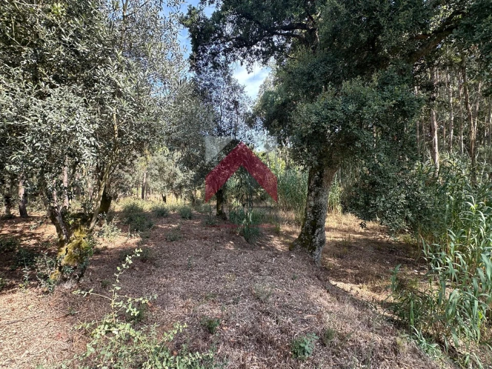 Terreno para Venda em Oiã Foto 12