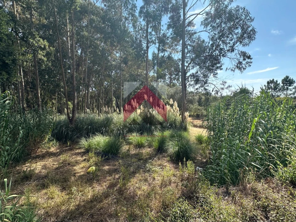 Terreno para Venda em Oiã Foto 13