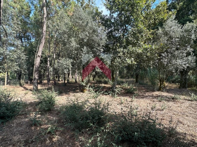 Terreno para Venda em Oiã Foto 11