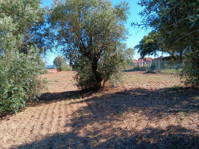 Terreno para Venda em Asseiceira Foto 10