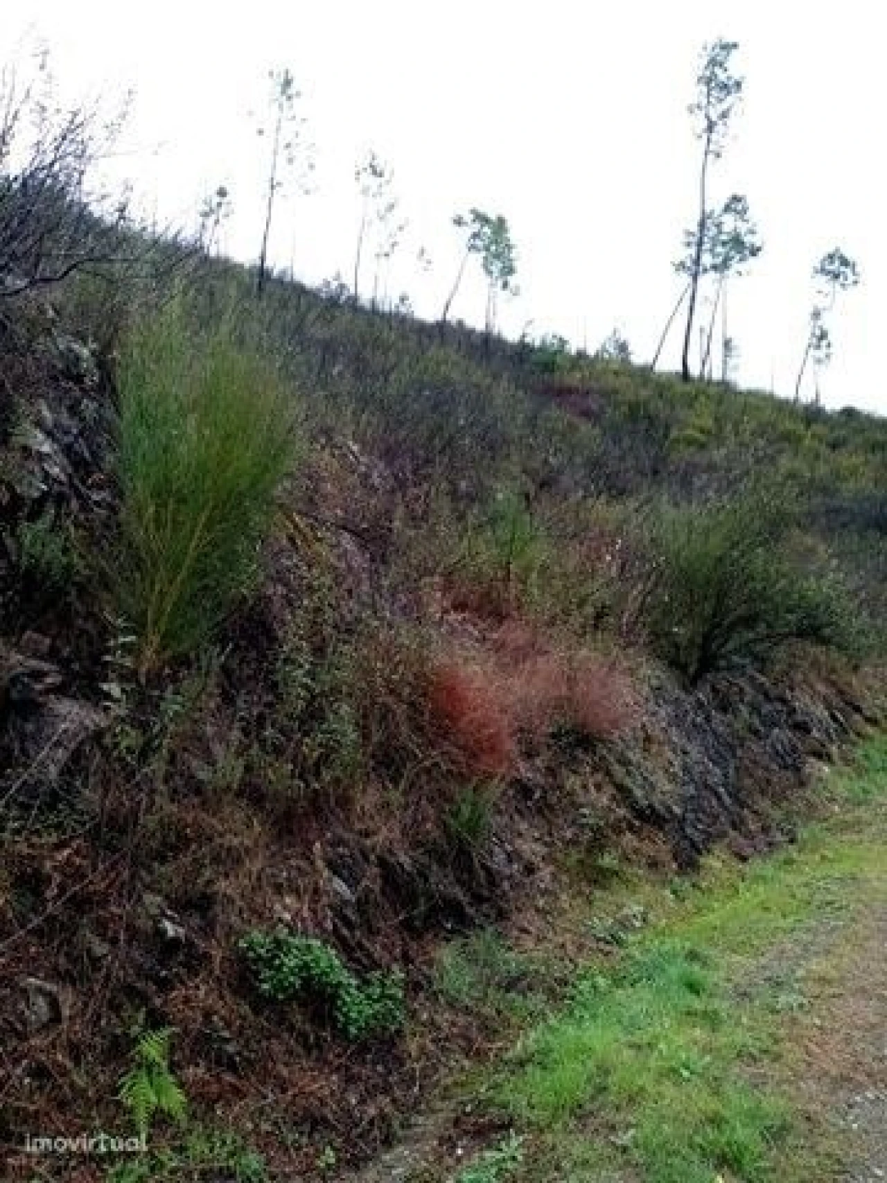 Terreno para Venda em Belver Foto 5