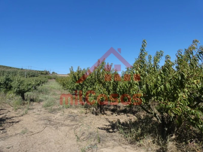 Terreno para Venda em Azueira e Sobral da Abelheira Foto 22