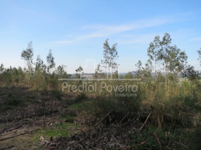Terreno para Venda em Cristelo Foto 1