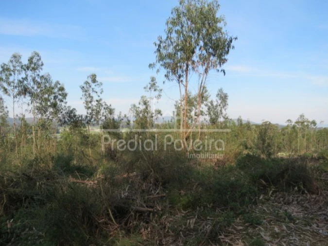 Terreno para Venda em Cristelo Foto 2