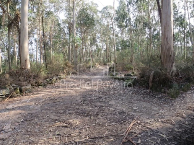 Terreno para Venda em Cristelo Foto 9