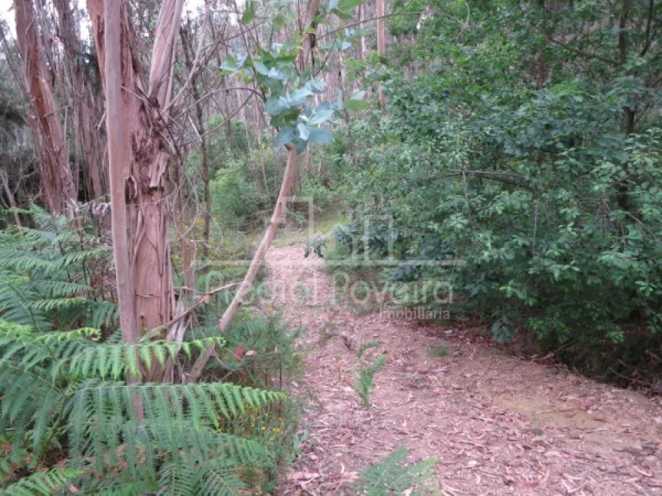 Terreno para Venda em Gondifelos, Cavalões e Outiz Foto 6
