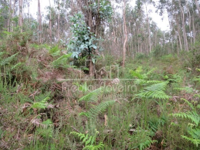 Terreno para Venda em Gondifelos, Cavalões e Outiz Foto 5