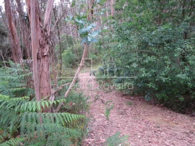 Terreno para Venda em Gondifelos, Cavalões e Outiz Foto 6