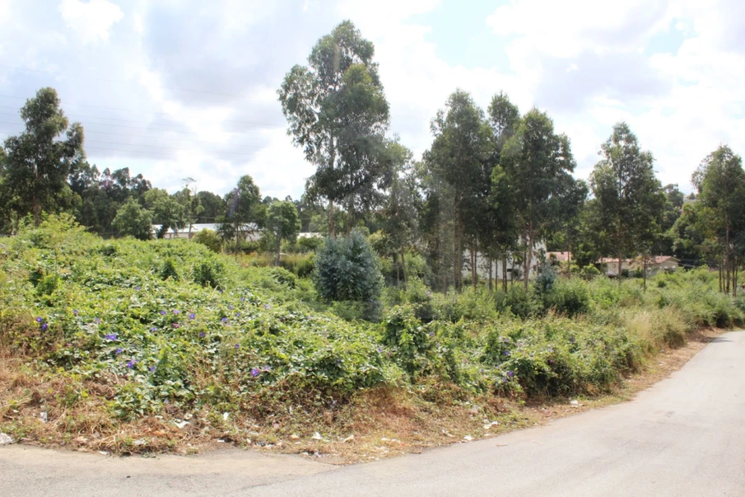 Terreno para Venda em São Paio de Oleiros Foto 3