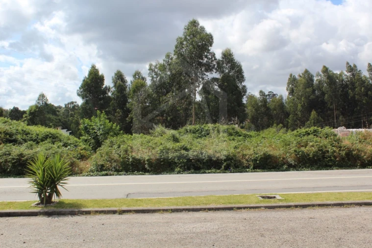 Terreno para Venda em São Paio de Oleiros Foto 8
