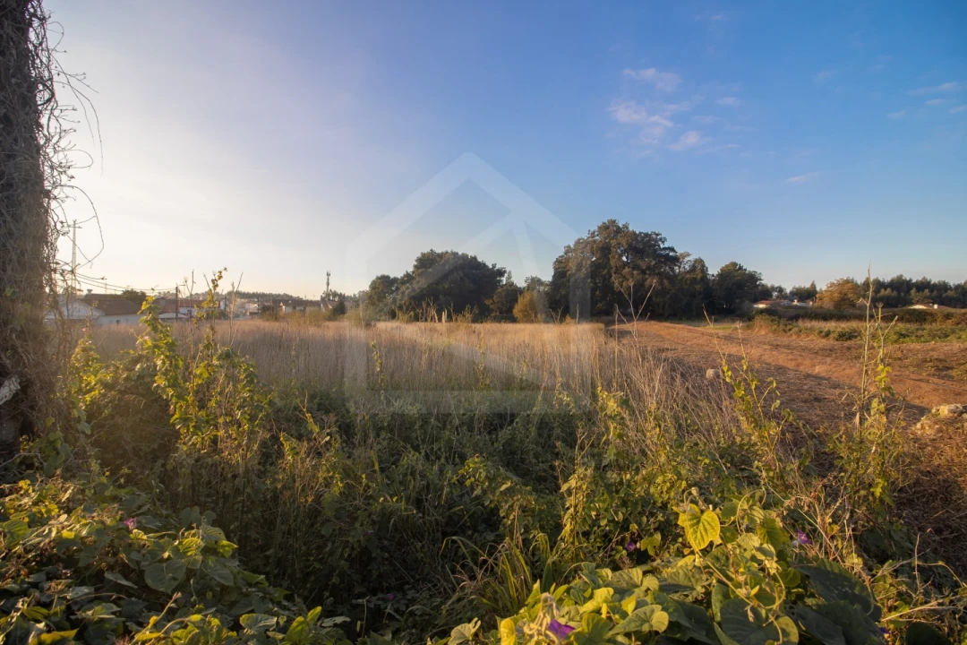 Terreno para Venda em Pinheiro da Bemposta, Travanca e Palmaz Foto 4