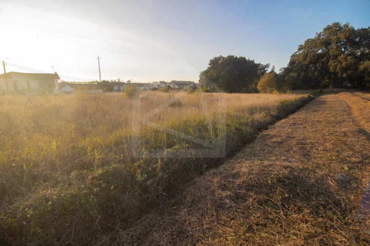 Terreno para Venda em Pinheiro da Bemposta, Travanca e Palmaz Foto 2