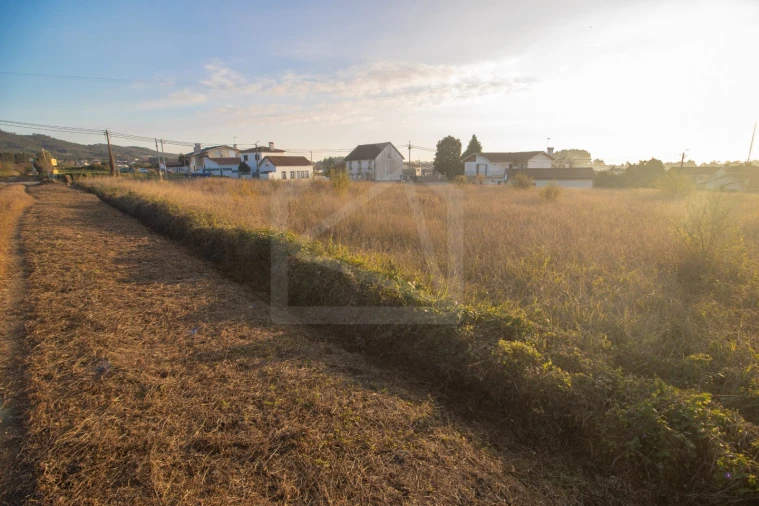 Terreno para Venda em Pinheiro da Bemposta, Travanca e Palmaz Foto 3