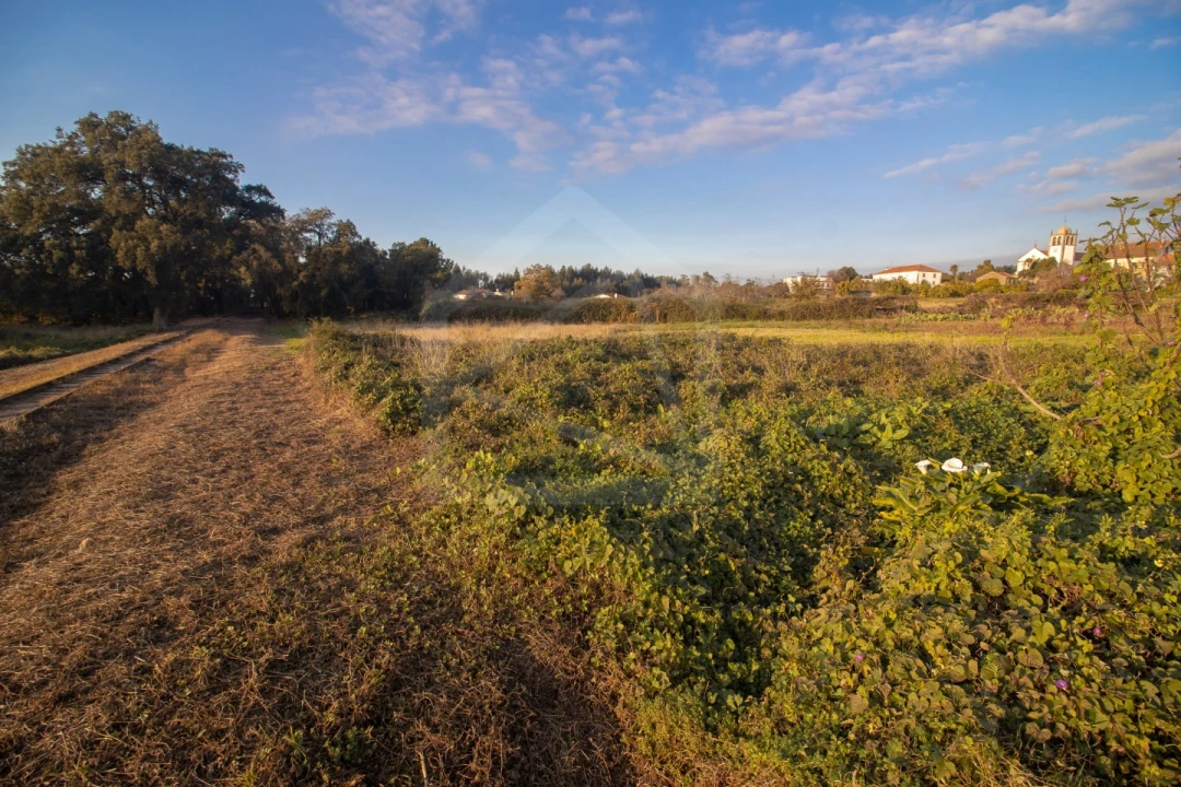 Terreno para Venda em Pinheiro da Bemposta, Travanca e Palmaz Foto 4