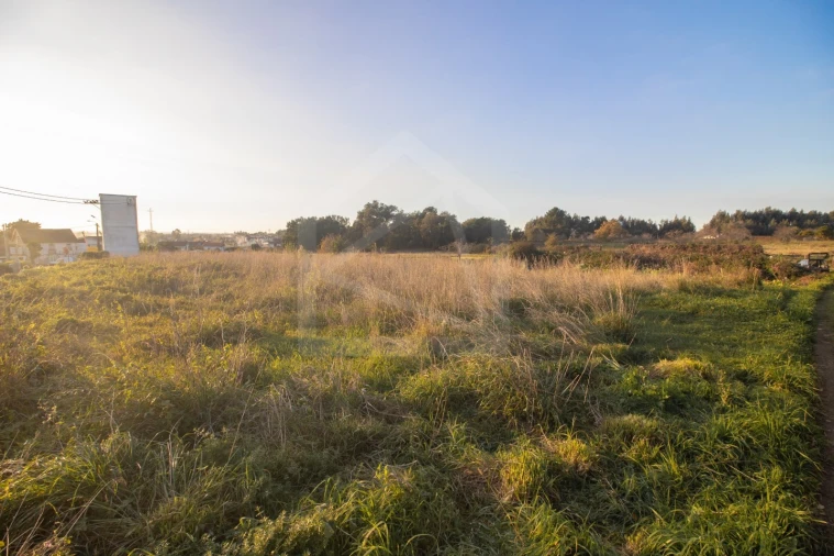 Terreno para Venda em Pinheiro da Bemposta, Travanca e Palmaz Foto 7