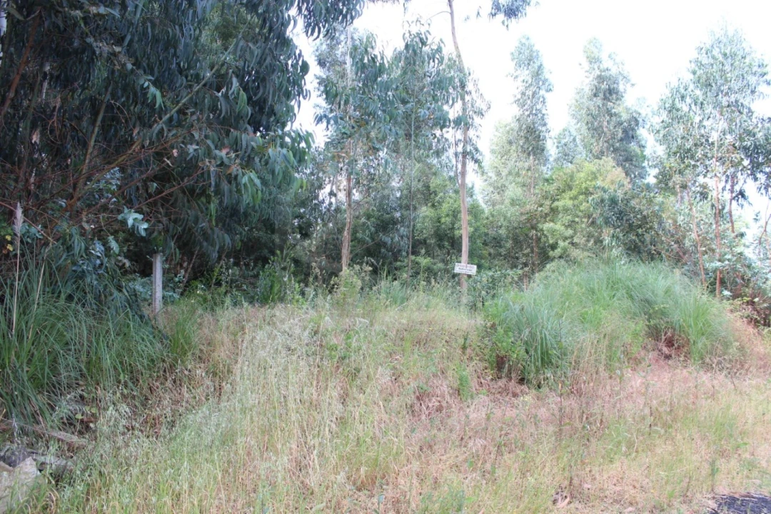 Terreno para Venda em Rio Meão Foto 4