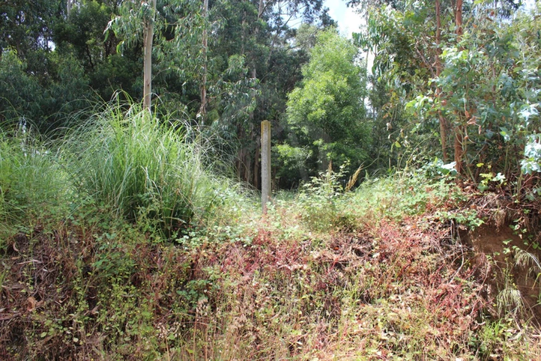 Terreno para Venda em Rio Meão Foto 7
